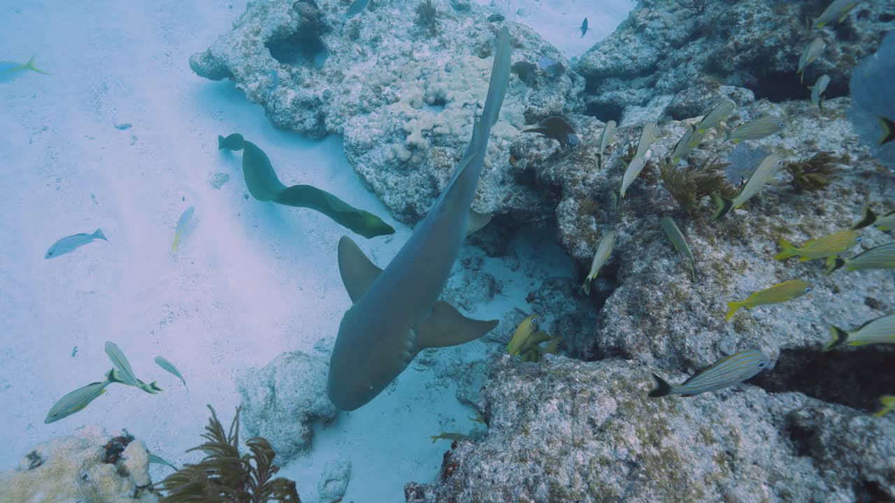 el tiburón enfermera nada a través del hermoso arrecife de coral en los cayos de florida.