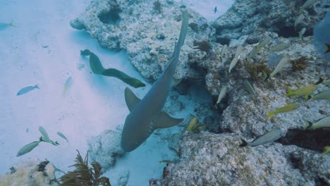 nurse shark swims across beautiful coral reef in the florida keys