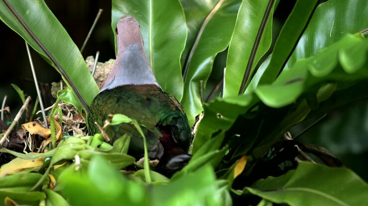Female Pink neck green pigeon in the nest