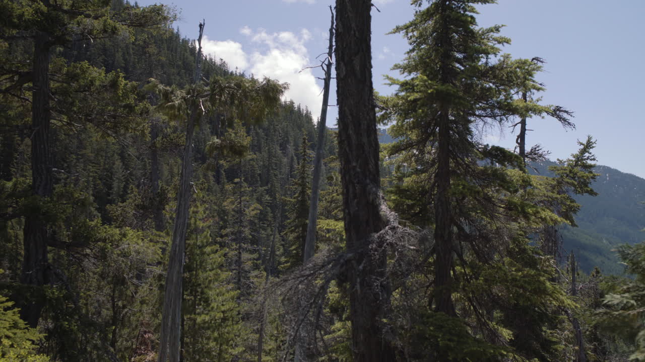 Sempreverdi e fitta foresta in Canada in una soleggiata giornata di primavera