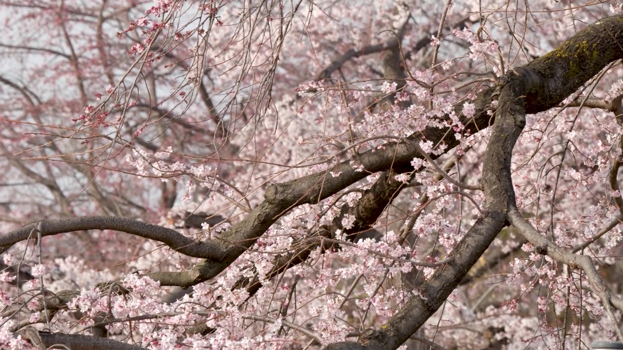 Primo piano statico di fiori di ciliegio rosa in piena fioritura su rami scuri durante la stagione primaverile.