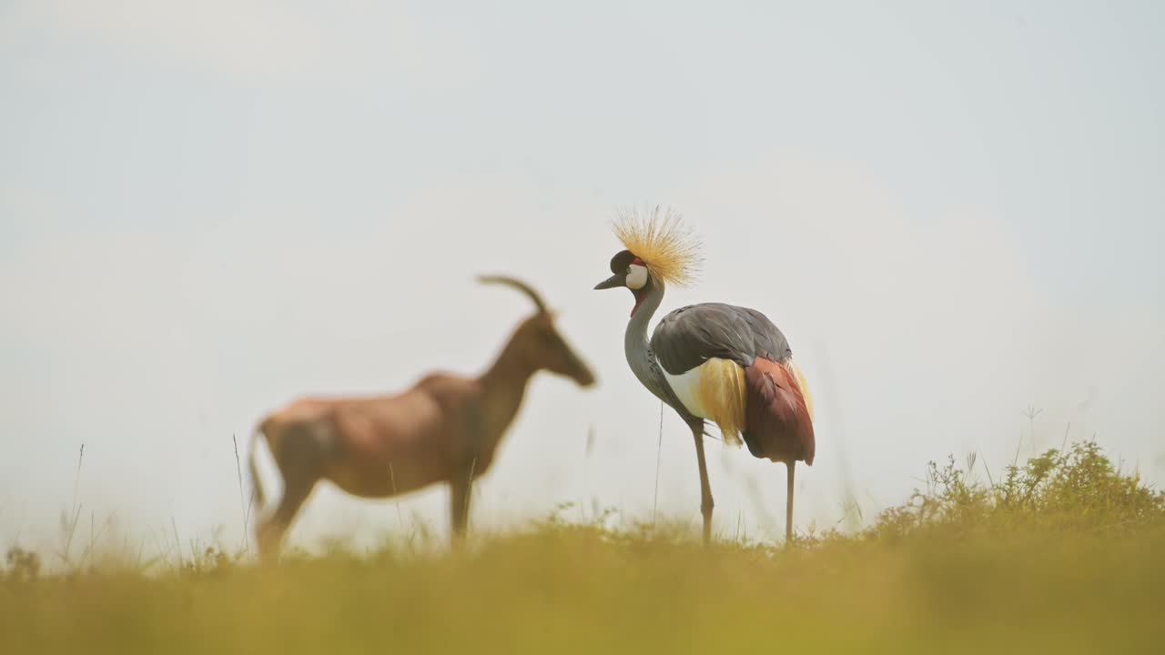 Grey Crowned Cranes and Topi standing close, beautiful African Wildlife, living close together in Maasai Mara National Reserve, Kenya