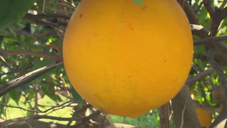 A-close-up-view-of-lemons-dangling-from-branches-on-an-outdoor-tree,-fostering-a-Mediterranean-ambiance,-against-the-backdrop-of-a-garden-during-having-sunshine-rays