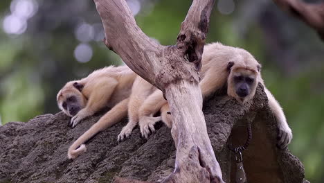 Un-Par-De-Monos-Aulladores-Durmiendo