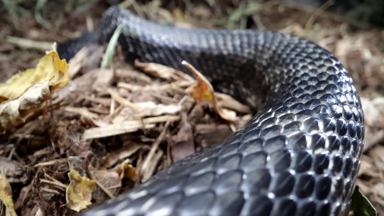 Black rat snake slithering in the wild