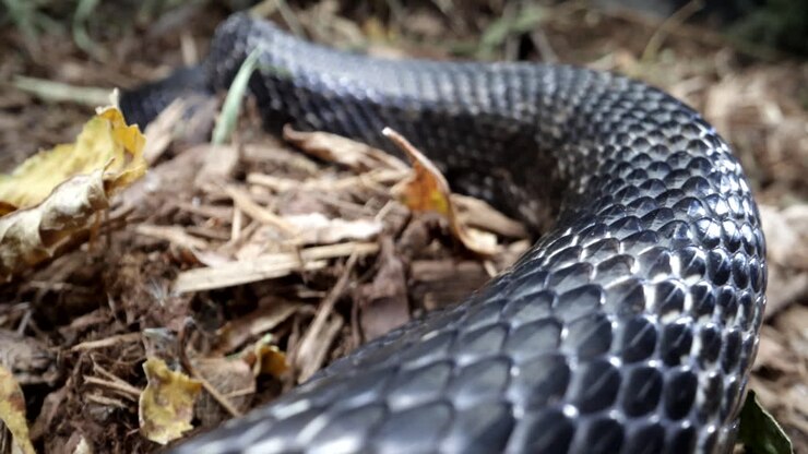 Sort rottesnog snor sig i naturen.