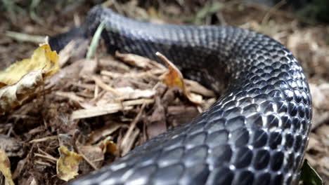 Serpiente-Rata-Negra-Deslizándose-En-La-Naturaleza