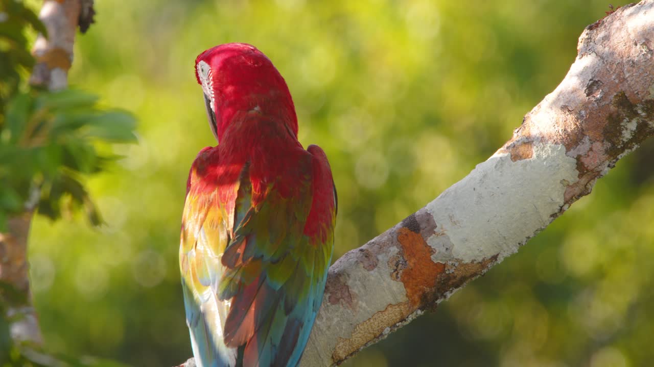 Vibrant Closeup of Green-Winged Macaw resting on a branch in Peru’s jungle, illuminated by breathtaking golden light.
