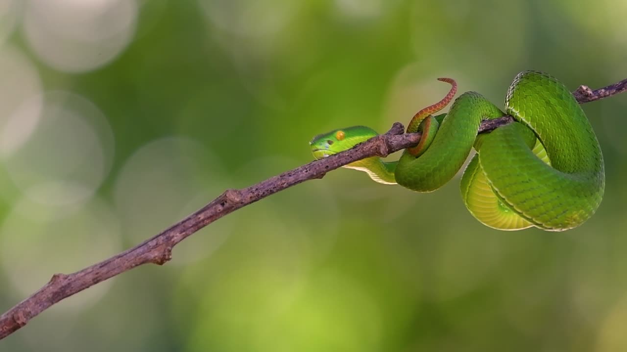 흰입술독사는 동남아시아 고유의 독사로 밤에 많은 음식이 있는 수역 근처의 나무 가지나 가지에서 기다리는 동안 종종 발견됩니다.