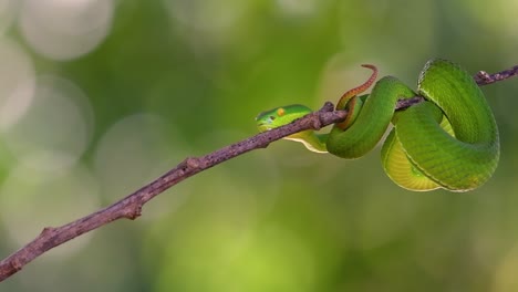 La-Víbora-De-Labios-Blancos-Es-Una-Víbora-Venenosa-Endémica-Del-Sudeste-Asiático-Y-A-Menudo-Se-Encuentra-Durante-La-Noche-Esperando-En-Una-Rama-O-Rama-De-Un-árbol-Cerca-De-Un-Cuerpo-De-Agua-Con-Muchos-Alimentos