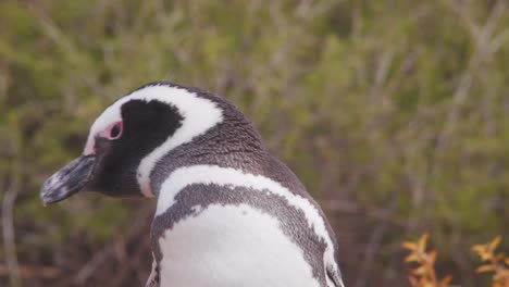 Nach-Oben-Geneigte-Aufnahme,-Die-Den-Magellan-Pinguin-Von-Seinen-Kleinen-Schwimmfüßen-Bis-Zu-Seinem-Gesicht-Zeigt