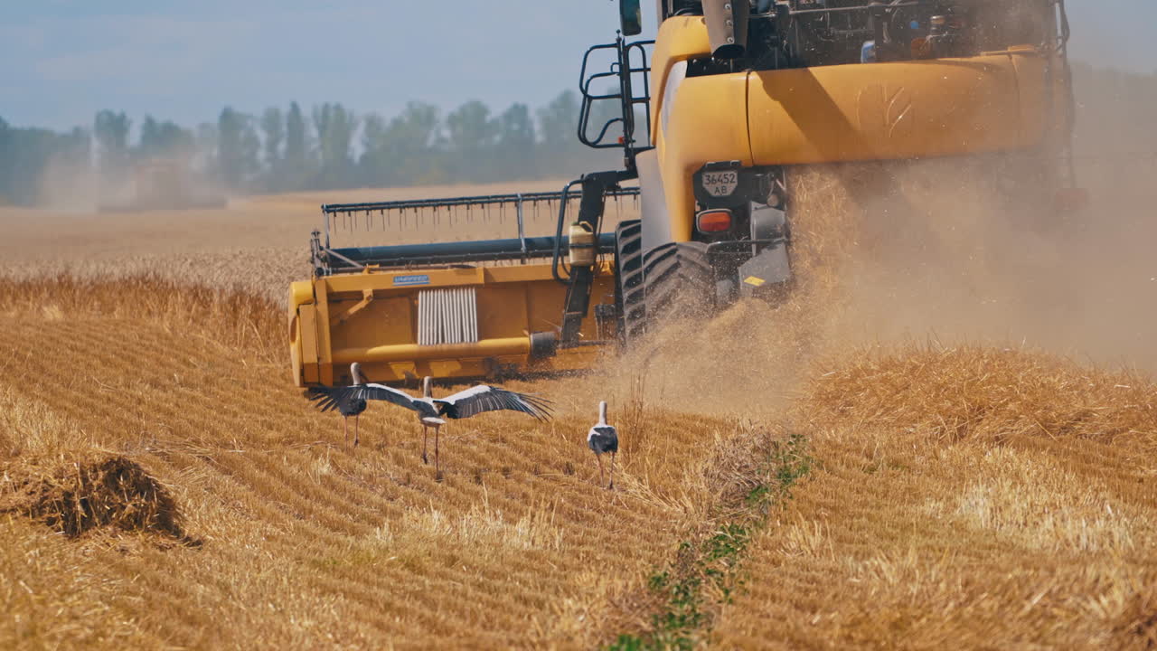 Storks walking on the field after the combine harvester. Agricultural machine gathering wheat at seasonal works. Birds looking for food on the field.
