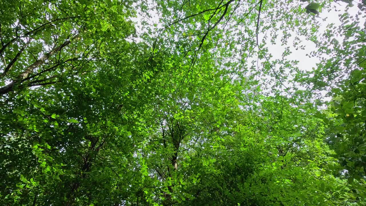 пышный зеленый навес дерева в естественной обстановке