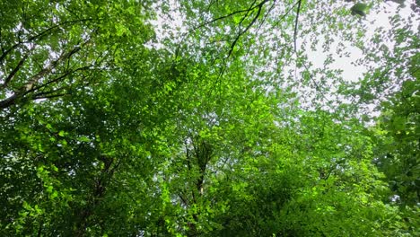 lush green tree canopy in natural setting
