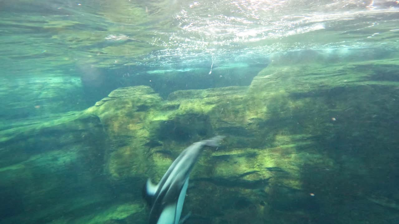 돌고래 가 물  에서 우아 한 회전 을 하고 있다