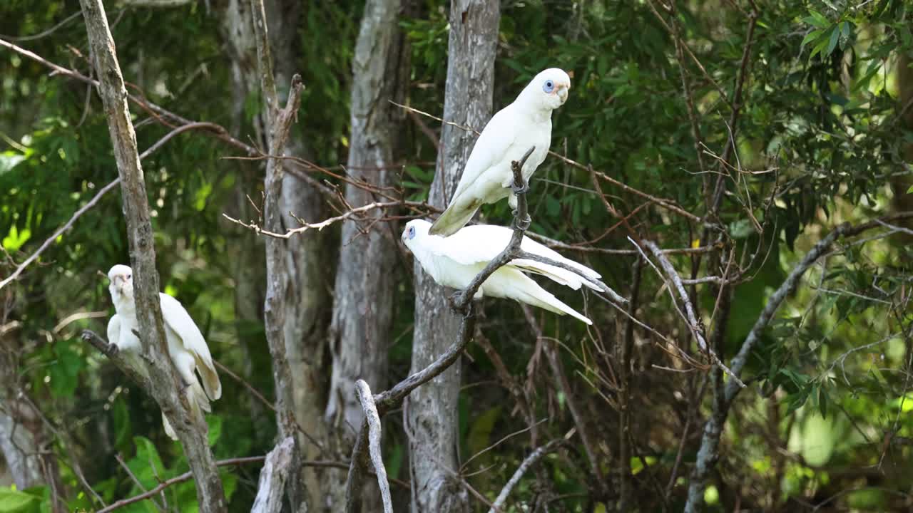 cacatuas interactuando y volando alrededor del árbol