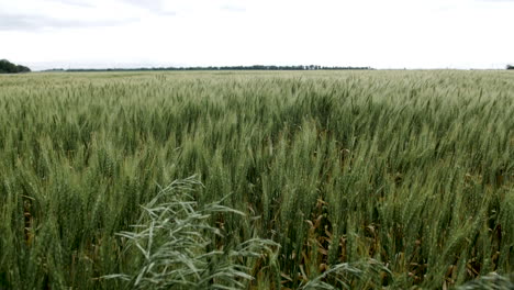 Weizenfeld,-Landschaft,-Kansas,-Hintergrund,-Gras,-Grün,-Bauernhof,-Landwirtschaft,-Farmer,-Wachsen,-Wachsen,-Ernten