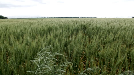 campo de trigo, paisaje, kansas, fondo, hierba, verde, granja, agricultura, granjero, crecer, creciente, cosecha