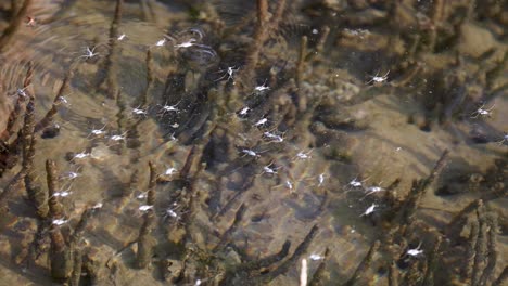 insects skimming across water over submerged plants