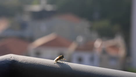 Fliege-Reibt-Sich-In-Einem-Stadtgebiet-Die-Hände