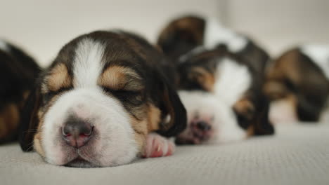 cute newborn beagle puppies lie on the couch
