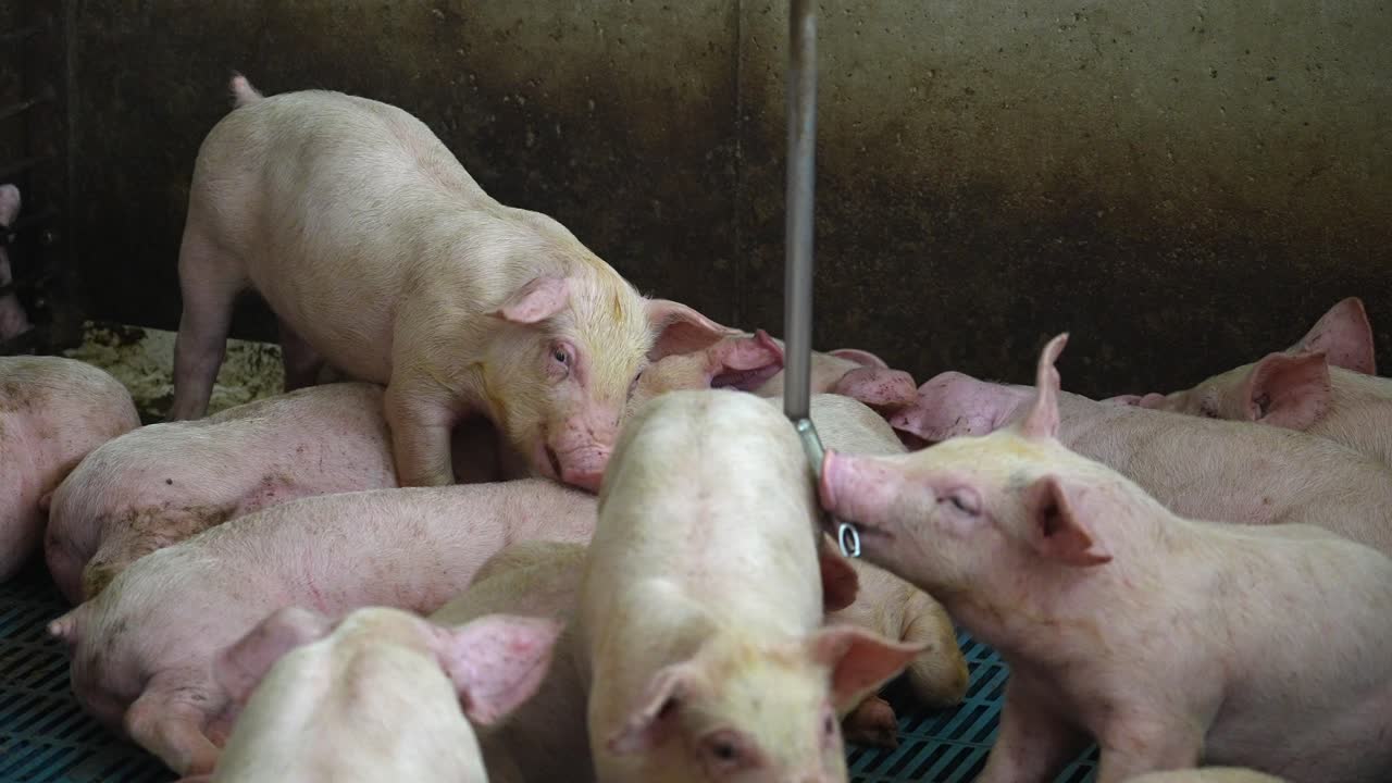 돼지가 돼지 우리에서 돼지의 귀를 물다