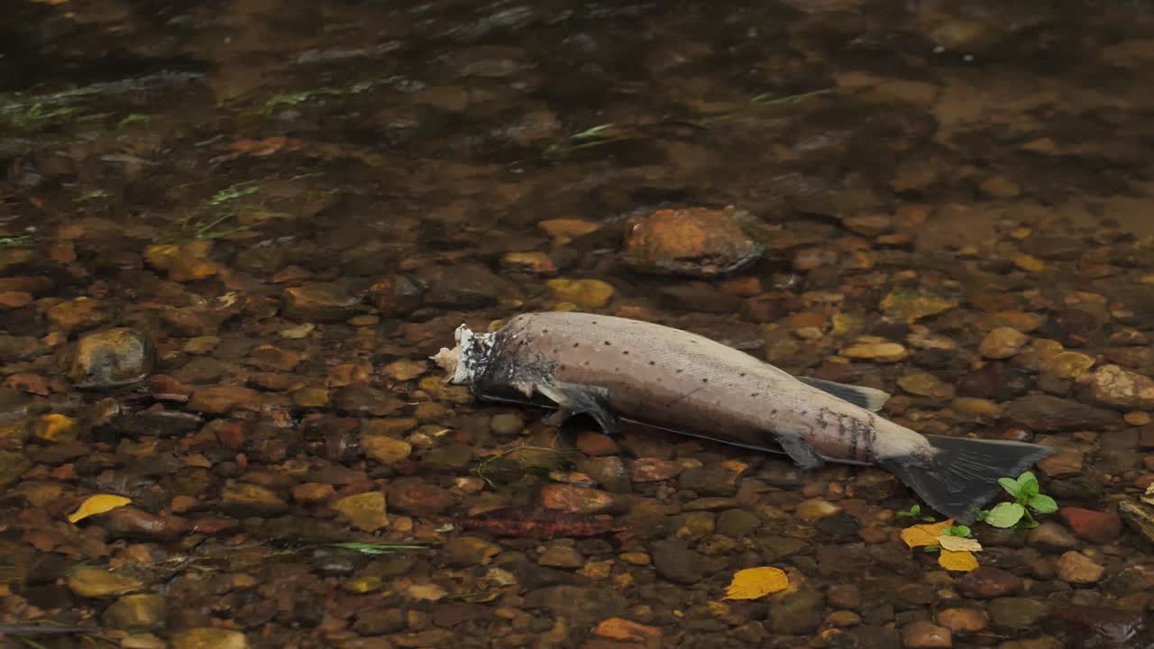 얕은 라트비아 강에서 산란하는 연어
