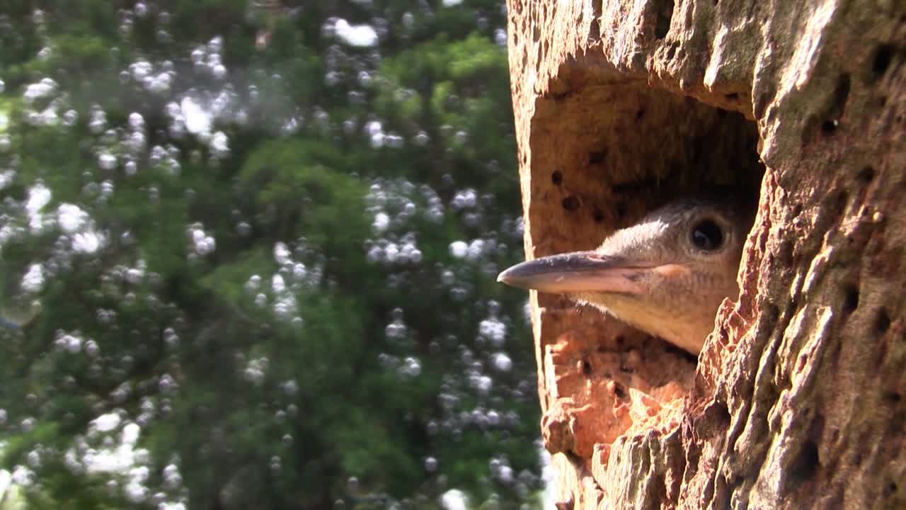 Beautiful shot of a red bellied woodpecker looks out from its nest in a tree