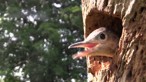 hermosa foto de un pájaro carpintero de vientre rojo mira desde su nido en un árbol