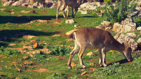 disparo de panorámica lenta de cabra íbex comiendo