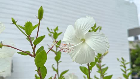 white hibiscus flower swaying slowly with the wind against white background