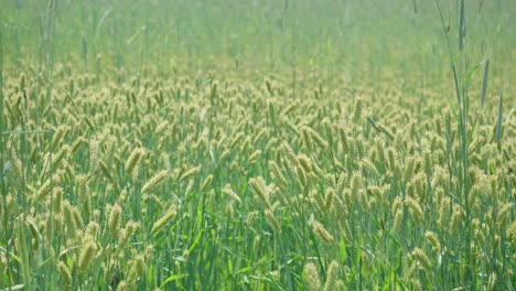 Cultivos-De-Trigo-Verde-En-El-Campo-De-Las-Tierras-De-Cultivo-De-Anseong-En-Corea-Del-Sur