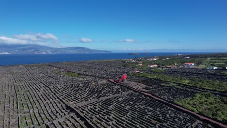 Paisaje-De-La-Cultura-Del-Viñedo-En-La-Isla-De-Pico