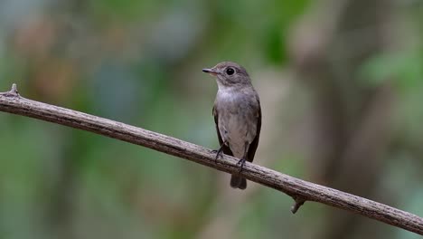 The-Asian-Brown-Flycatcher-is-a-small-passerine-bird-breeding-in-Japan,-Himalayas,-and-Siberia