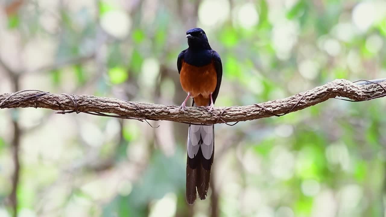 shama de rabadilla blanca encaramado en una vid con fondo bokeo del bosque, copsychus malabaricus, en cámara lenta