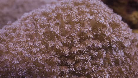 coral blando cerca de pólipos en koh tao, tailandia