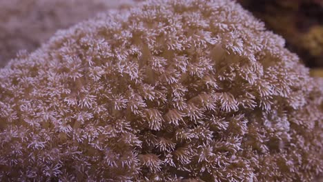 soft coral close up of polyps in koh tao, thailand