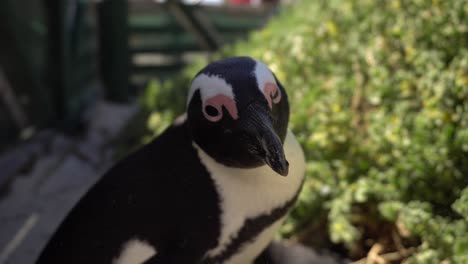 curios and cute african penguin close up at boulders beach, cape town