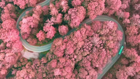 Wonderful aerial view over pink blossom trees next to a double curve with a driving bus at the mountain road