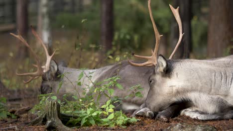 lange mittlere aufnahme von zwei rentieren, die sich an einem bewölkten tag ruhig und ruhig mitten im feuchten europäischen wald ausruhen