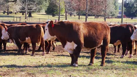 farm of red cows close up