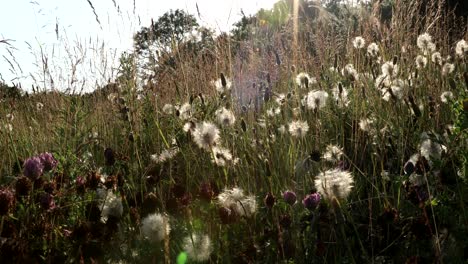 Dandelions-and-other-wildflowers-backlit-by-evening-sun,-Scotland