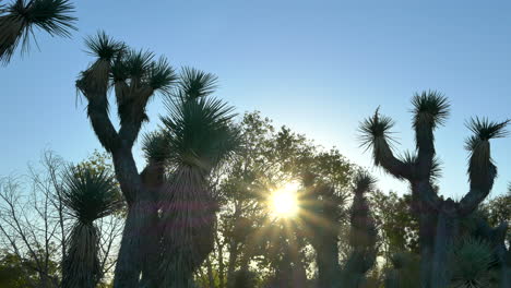 joshua trees in silhouette against the morning sun in a desert habitat nature preserve during golden hour in antelope valley, california