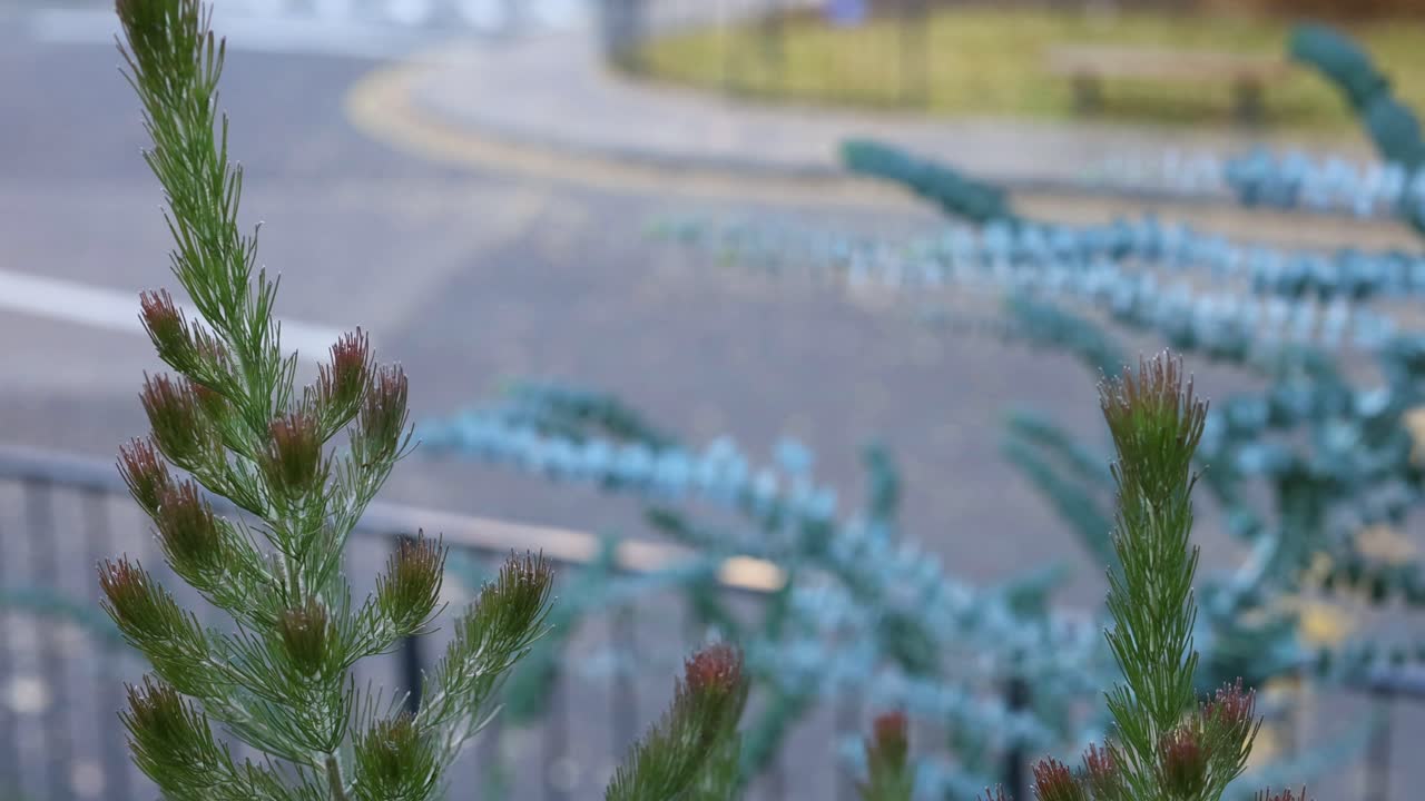 빨간 옷을 입은 자전거 타는 사람은 아데난토스 세리세우스 (adenanthus sericeus) 를 지나간다.