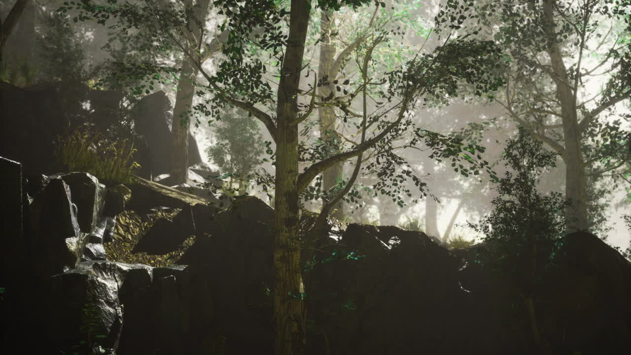 Sunlight filtering through trees in a misty forest during early morning hours