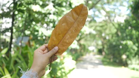 Frauen-Halten-Ein-Trockenes-Braunes-Blatt-In-Der-Hand