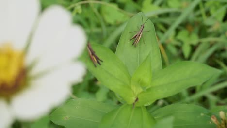 insecto salvaje descansando sobre hojas verdes de plantas en la naturaleza durante el día soleado - asia, desierto indonesio