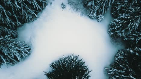 volando sobre el bosque en invierno