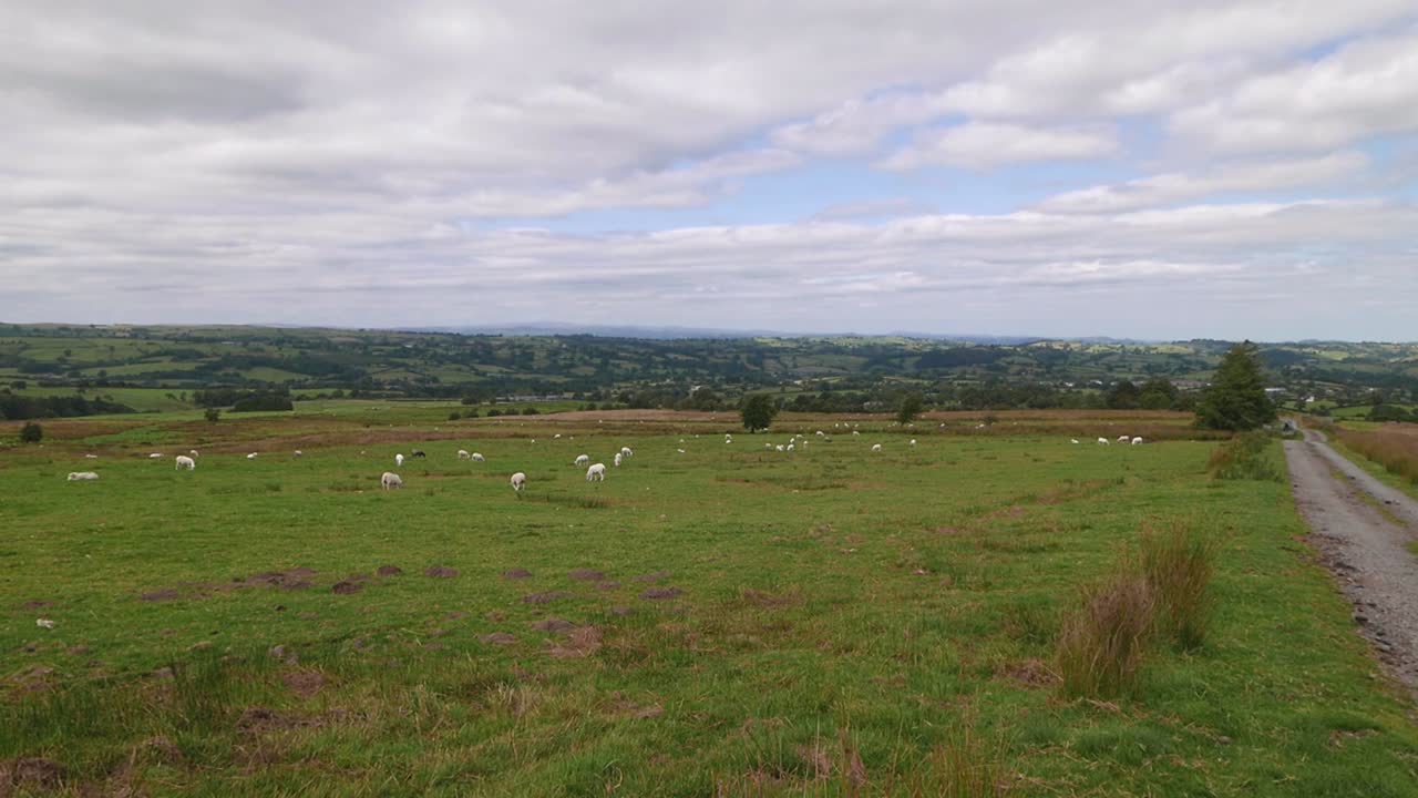 Sheep Grazing in Lush Green Fields of a Rural Valley