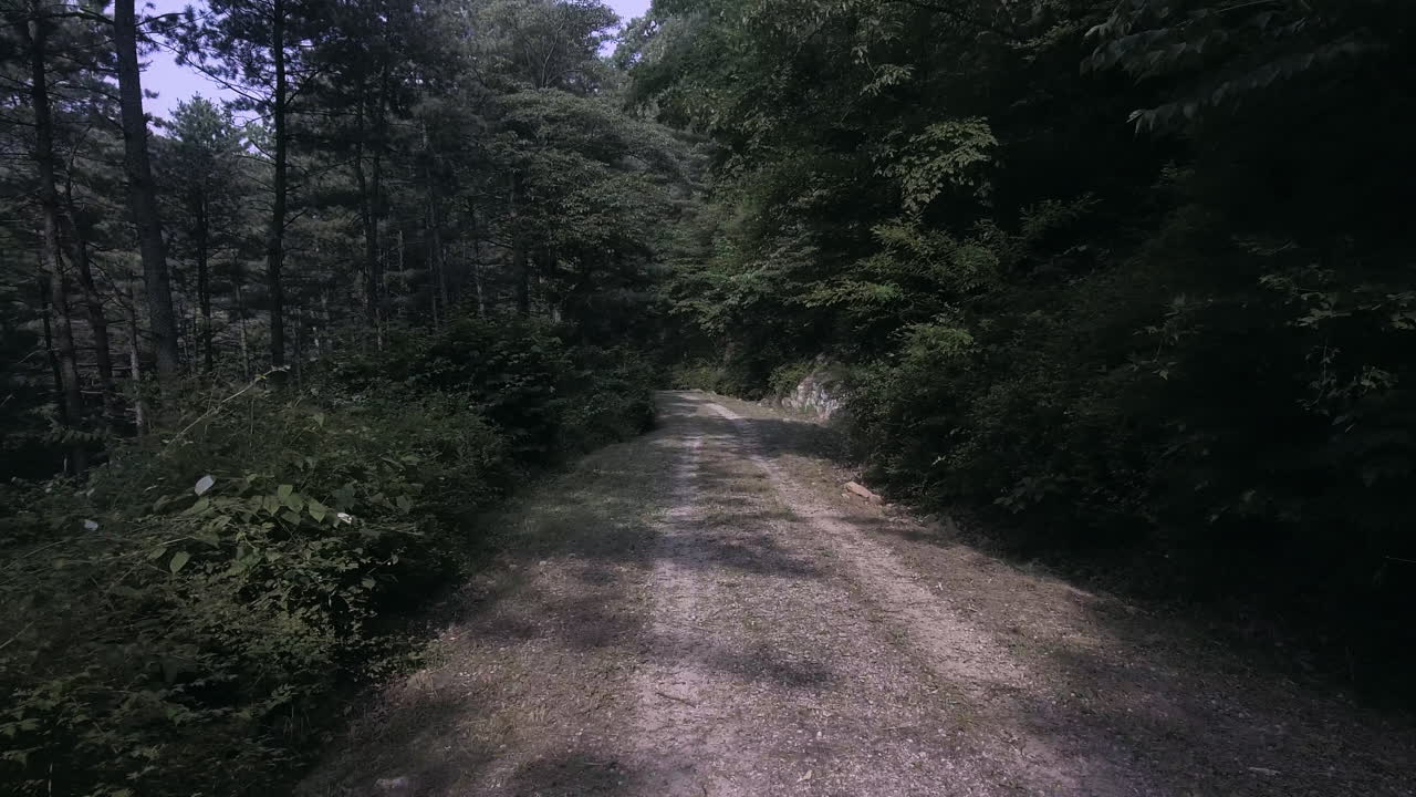Point of view shot of walking through dense forest trails, clear day